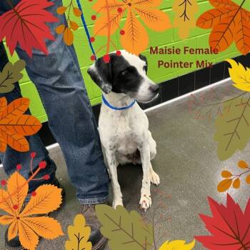 Rescue German Shorthaired Pointer and Mixed Breed Dogs for Adoption in Bloomington, Illinois - MAISIE | PetCurious