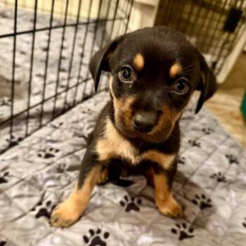 Rescue Rottweiler and Terrier Dogs for Adoption in Minneapolis, Minnesota - Manhattan | PetCurious