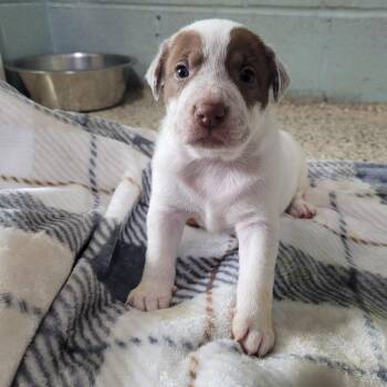 Larissa 4729 -  Mixed Breed Dog for Adoption in Loxahatchee Groves, Florida - Larissa 4729 | PetCurious