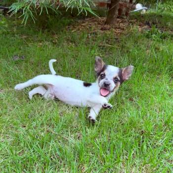 Tommy -  Australian Cattle Dog Blue Heeler Dog for Adoption in Little Rock, Arkansas - Tommy | PetCurious