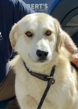 Theodore -  Mixed Breed Dog for Adoption in Morristown, New Jersey - Theodore | PetCurious