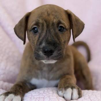 Chalk Pup - Putty -  Spaniel and Terrier Dog for Adoption in San Diego, California - Chalk Pup - Putty | PetCurious