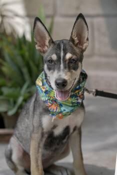 Kaira -  German Shepherd Dog and Cattle Dog Dog for Adoption in Calgary, Alberta - Kaira | PetCurious