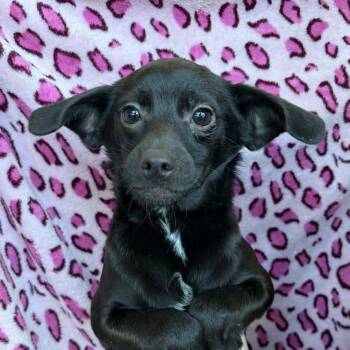 Chihuahua Dogs Available for Adoption - Joela Susette | PetCurious