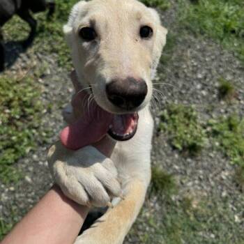 Annie/Suki (surrender) -  Labrador Retriever and Mixed Breed Dog for Adoption in Hamden, Connecticut - Annie/Suki (surrender) | PetCurious