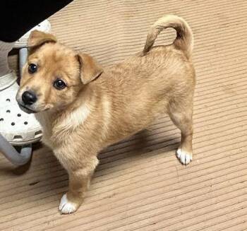 Jack Russell Terrier and Rat Terrier Dogs Available for Adoption - PEANUT (ohiosdrescue@gmail.com) | PetCurious