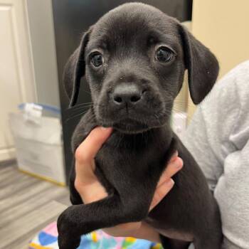 Samara -  Mixed Breed Dog for Adoption in Lake Panasoffkee, Florida - Samara | PetCurious