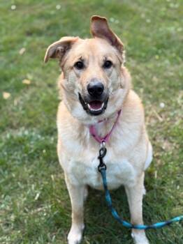 Rescue German Shepherd Dog and Golden Retriever Dogs for Adoption in Hyde Park, New York - Pearl | PetCurious