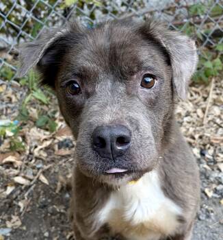 Cannoli -  Mixed Breed Dog for Adoption in Mckeesport, Pennsylvania - Cannoli | PetCurious