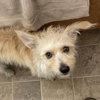 Gordo -  Terrier and Mixed Breed Dog for Adoption in Tacoma, Washington - Gordo | PetCurious