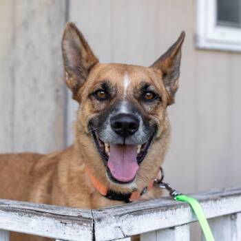 Klaus -  Belgian Shepherd Malinois Dog for Adoption in Carlsbad, California - Klaus | PetCurious