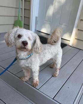 Murphy -  Shih Tzu and Poodle Dog for Adoption in North Freedom, Wisconsin - Murphy | PetCurious