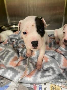 Mixed Breed Dogs Available for Adoption - Arie | PetCurious