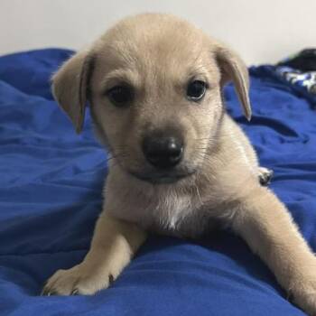 Bruce -  Mixed Breed Dog for Adoption in Buffalo, Minnesota - Bruce | PetCurious