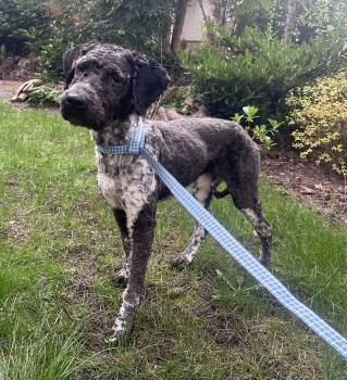 Labradoodle Dogs Available for Adoption - Cleo | PetCurious