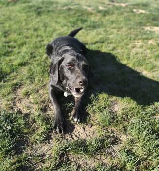 Black Labrador Retriever Dogs Available for Adoption in Bend, Oregon - Changus  | PetCurious