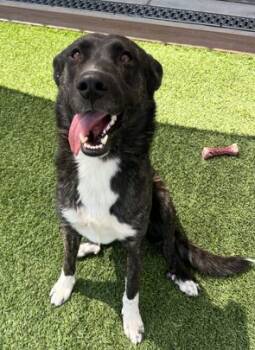 Rescue Dutch Shepherd and Mixed Breed Dogs for Adoption in Lathrop, California - COSMO | PetCurious