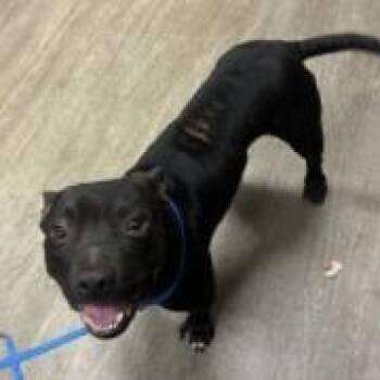 Staffordshire Bull Terrier and Mixed Breed Dogs Available for Adoption in Pasadena, California - Thomas | PetCurious