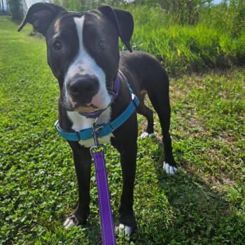 Passion *Available Soon* -  Mixed Breed Dog for Adoption in Dover, New Hampshire - Passion *Available Soon* | PetCurious