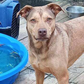 Star -  Pit Bull Terrier Dog for Adoption in Dallas, Texas - Star | PetCurious