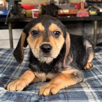 Beagle Dogs Available for Adoption - AAD New Arrival!  Duke - 26030 | PetCurious