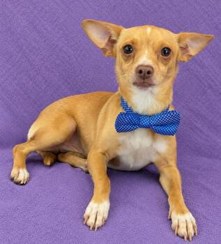 Benny -  Chihuahua Dog for Adoption in Lodi, California - Benny | PetCurious