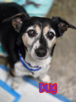 Rescue Jack Russell Terrier and Dachshund Dogs for Adoption in Port Clinton, Ohio - Dug | PetCurious