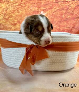 Salem -  Australian Shepherd Dog for Adoption in Newport, Maine - Salem | PetCurious