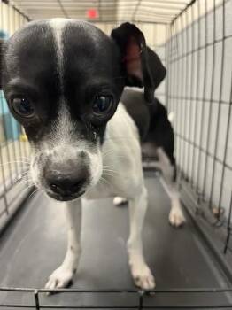 SOURDOUGH -  Chihuahua Dog for Adoption in Las Vegas, Nevada - SOURDOUGH | PetCurious