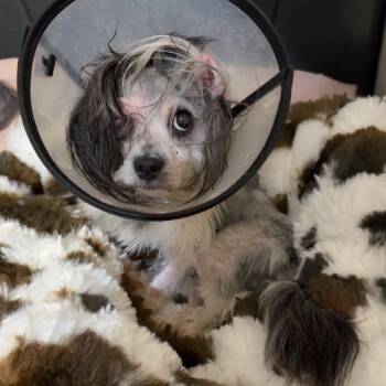 Rescue Maltese and Poodle Dogs for Adoption in Smithfield, North Carolina - Popeye | PetCurious