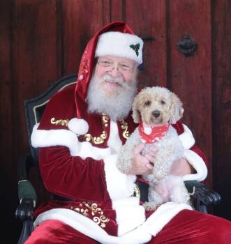 Rescue Bichon Frise and Poodle Dogs for Adoption - Kyro | PetCurious