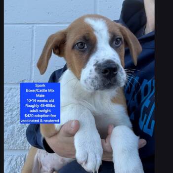 Boxer and Cattle Dog Dogs Available for Adoption in Oviedo, Florida - Spork | PetCurious