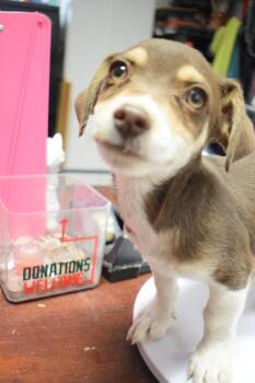 Chihuahua and Mixed Breed Dogs Available for Adoption in Pahrump, Nevada - Monty | PetCurious