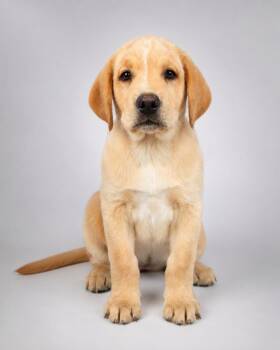 Labrador Retriever Dogs Available for Adoption in Miami, Florida - Hickory  | PetCurious