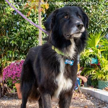 Rescue Retriever and Rough Collie Dogs for Adoption in Wake Forest, North Carolina - Irvine | PetCurious