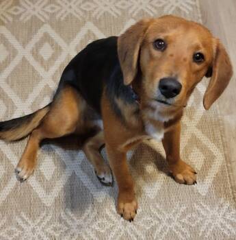 Beagle Dogs Available for Adoption - Sebastian The Beagle | PetCurious