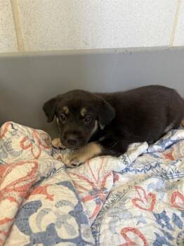 TILLY -  Mixed Breed Dog for Adoption in Dallas, Texas - TILLY | PetCurious