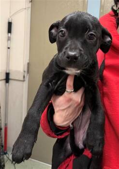 Staffordshire Bull Terrier and Mixed Breed Dogs Available for Adoption - MINI WHEAT | PetCurious