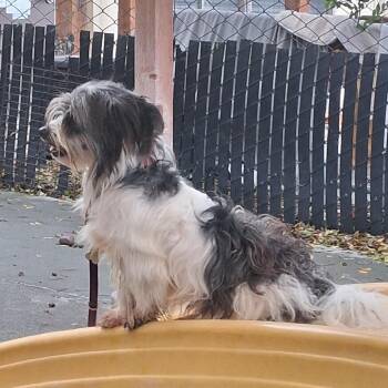 Maltese and Poodle Dogs Available for Adoption in Richmond, California - GILLIGAN | PetCurious
