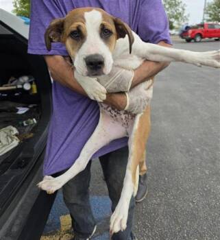 Labrador Retriever Dogs Available for Adoption - REESE | PetCurious
