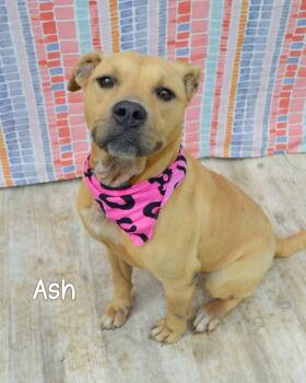 Ash -  Pit Bull Terrier Dog for Adoption in Gautier, Mississippi - Ash | PetCurious