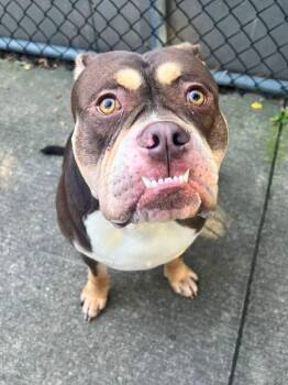 Juju -  Bulldog Dog for Adoption in Chicago, Illinois - Juju | PetCurious