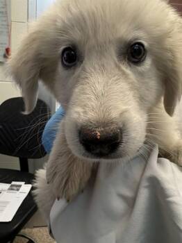 IBIS -  Great Pyrenees and Husky Dog for Adoption in Pueblo, Colorado - IBIS | PetCurious