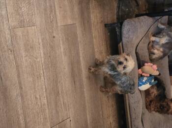 Rescue Yorkshire Terrier Dogs for Adoption in Zaleski, Ohio - Dobbin | PetCurious