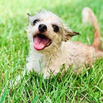 Peggy Pam -  Terrier Dog for Adoption in Houston, Texas - Peggy Pam | PetCurious