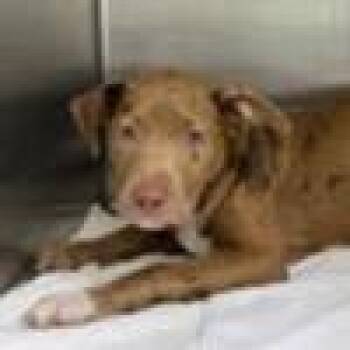 Georgie -  Catahoula Leopard Dog and Mixed Breed Dog for Adoption in Tampa, Florida - Georgie | PetCurious
