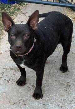 Rescue Chihuahua and Mixed Breed Dogs for Adoption - Jane | PetCurious