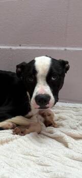 Daisy -  Boxer and Mixed Breed Dog for Adoption in Conway, Arkansas - Daisy | PetCurious