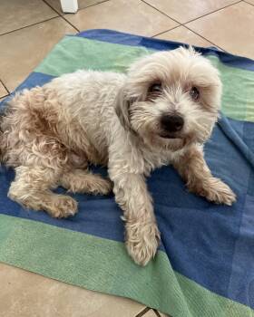 Rescue Maltese and Miniature Poodle Dogs for Adoption in Pasadena, California - Cal | PetCurious