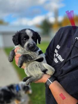 Rescue Australian Cattle Dog Blue Heeler Dogs for Adoption in Thompson Falls, Montana - Nadine | PetCurious